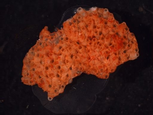 Celleporella hyalina