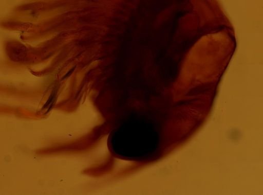 Homarus americanus