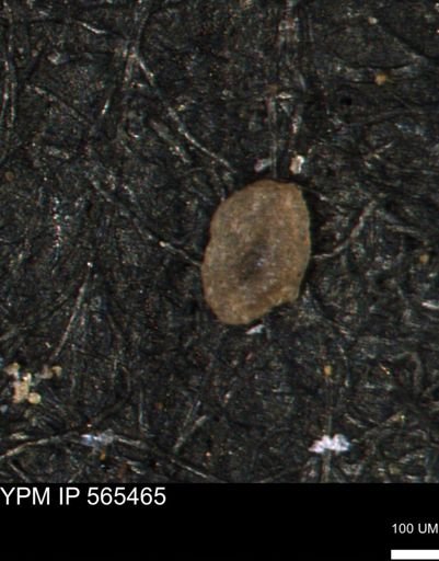Miliammina manitobensis