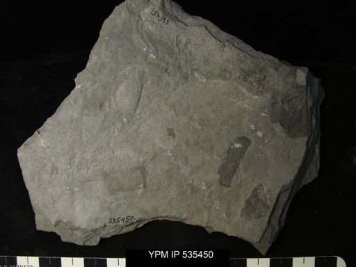 undet. Eurypterida