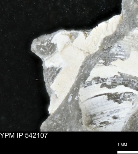 Limopsis striatopunctatus