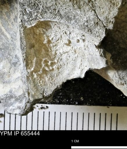 Inoceramus barabini