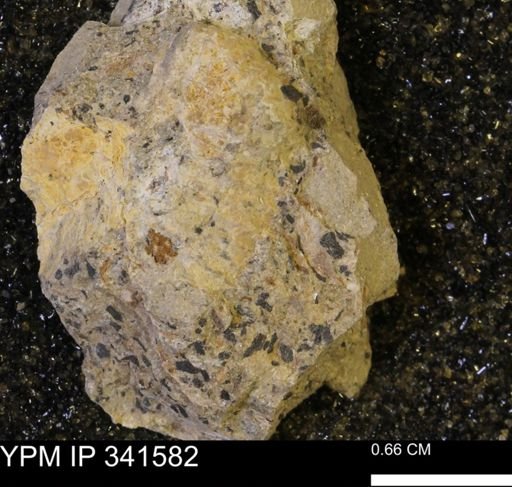 Scaphites sp.