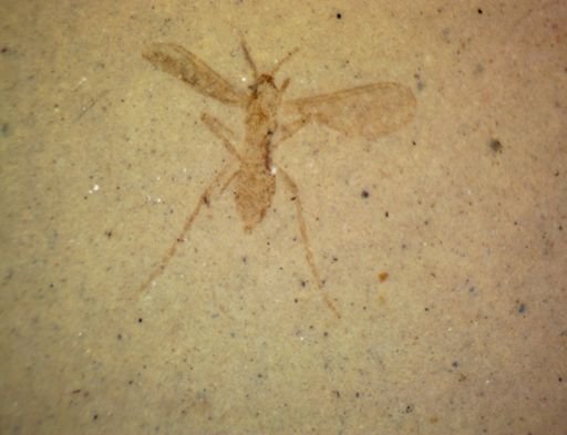 undet. Hexapoda