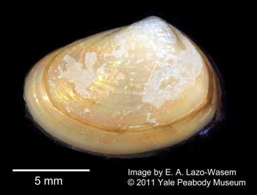 Ceronia arctata