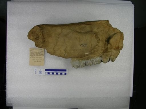 Stegomastodon mirificus