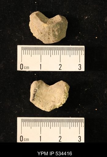 undet. Crinoidea