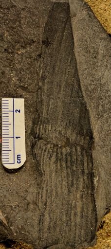 Calamites sp.