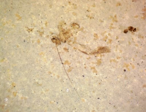 undet. Pterygota