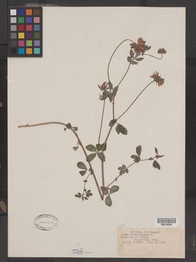 Lotus corniculatus
