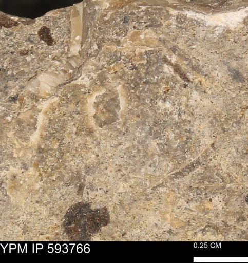 Baculites sp.