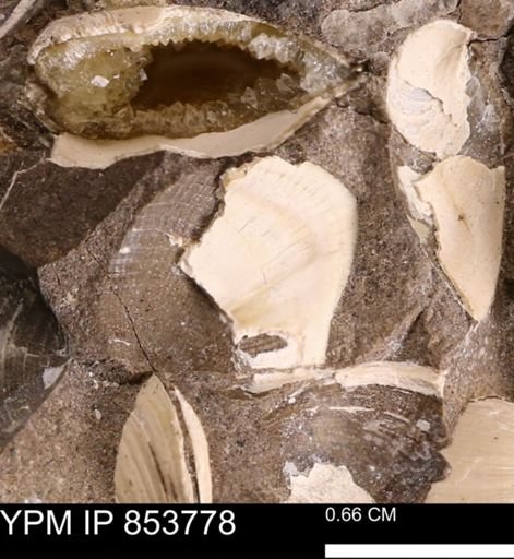 Parallelodon sp.
