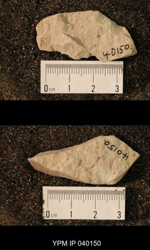 Paleuthygramma acuta