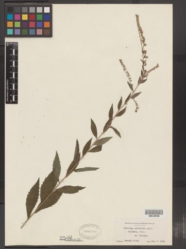 Solidago ulmifolia