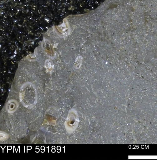 Serpulidae