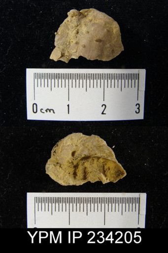 Marginifera wabashensis