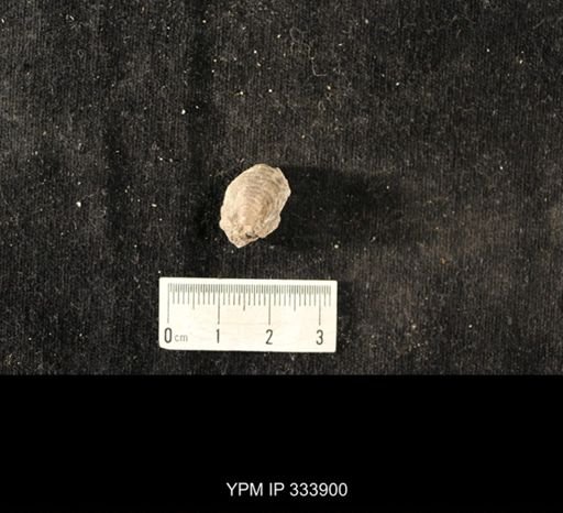 Echinoconchus biseriatus
