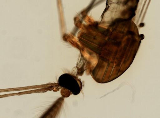 Anopheles