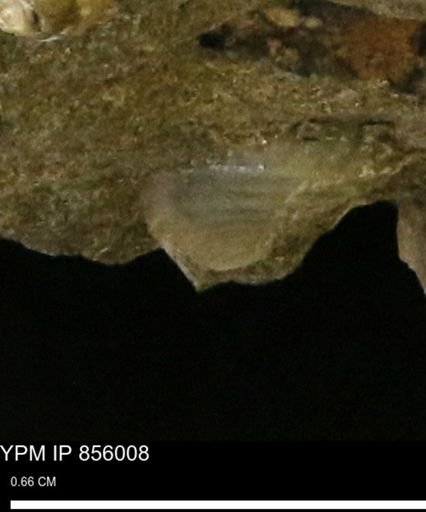 undet. Mollusca
