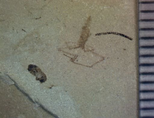 Araneae?
