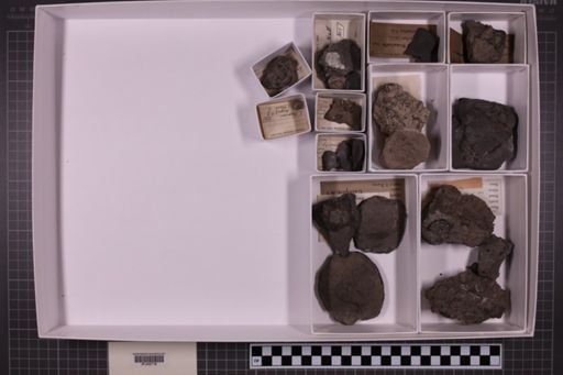 mixed taxa, stratigraphic collection