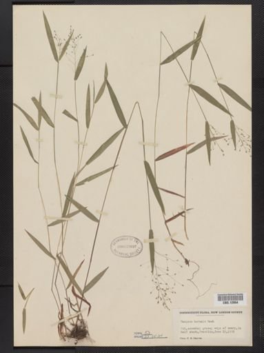 Panicum boreale