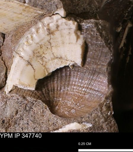 Parallelodon (Cosmetodon) sp.