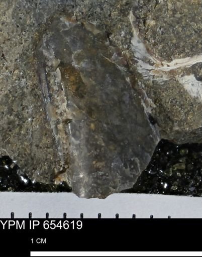 Bivalvia