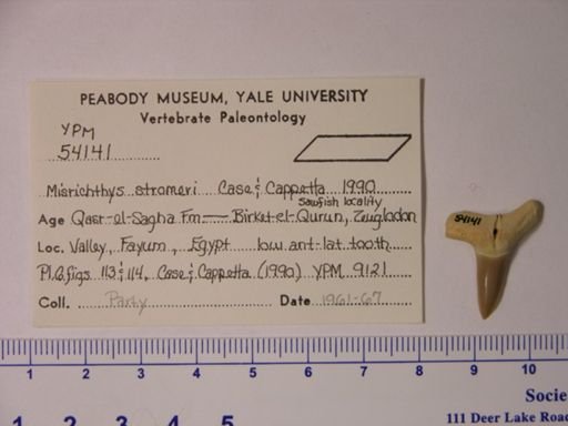 Misrichthys stromeri
