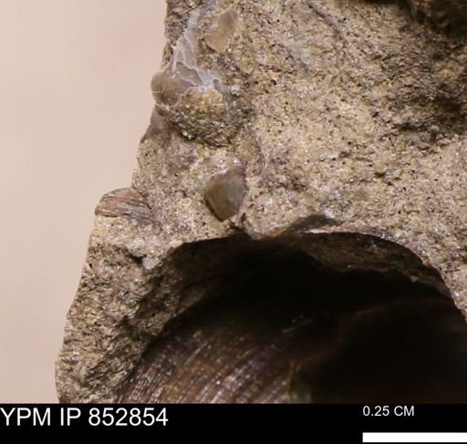 Limopsis striatopunctatus