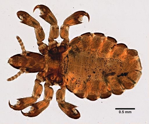 Haematopinus suis