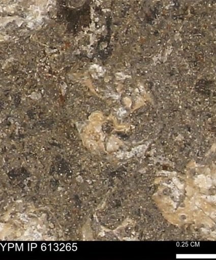 Scaphites sp.