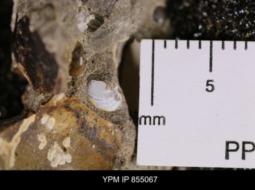 Protocardia subquadrata