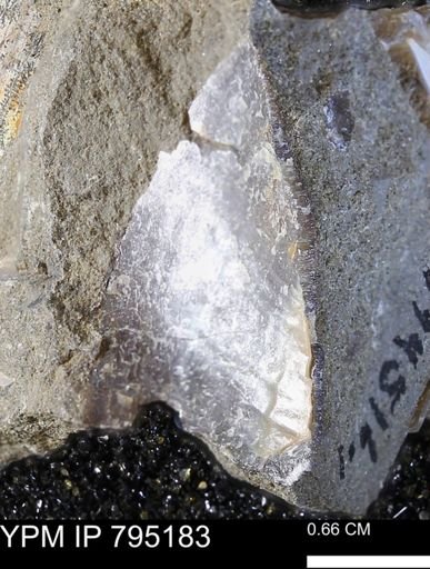 undet. Bivalvia