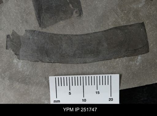 Eurypterus sp.