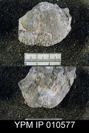 Productus ivesi