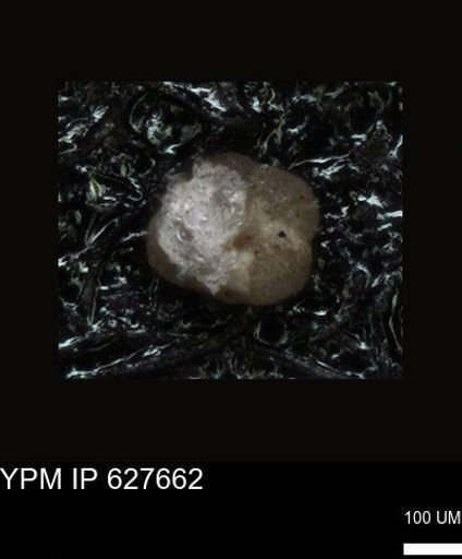 undet. Foraminiferida