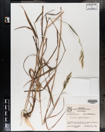 Plantae