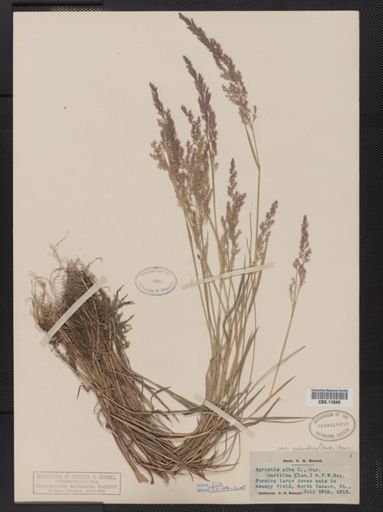 Agrostis alba