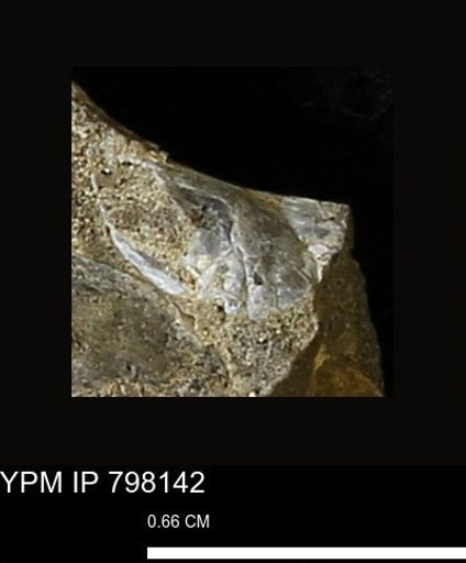 Mollusca