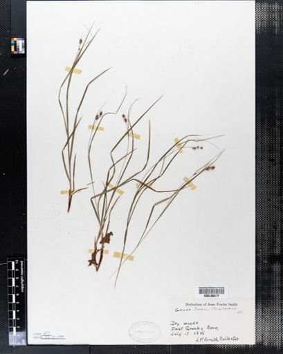 Carex swanii