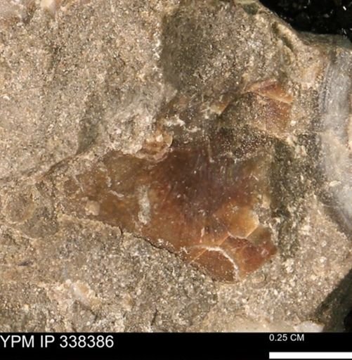 undet. Mollusca