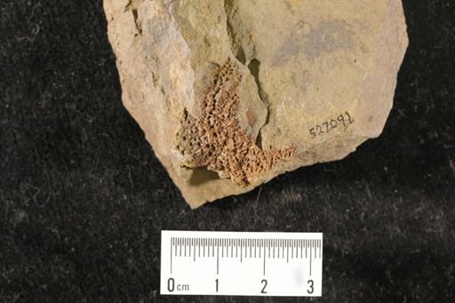 undet. Asteroidea