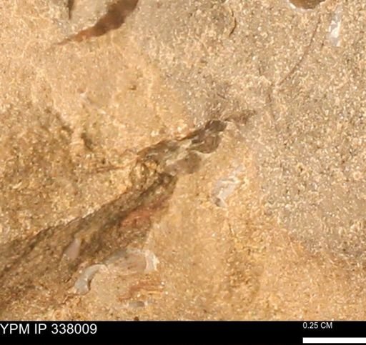 undet. Bivalvia
