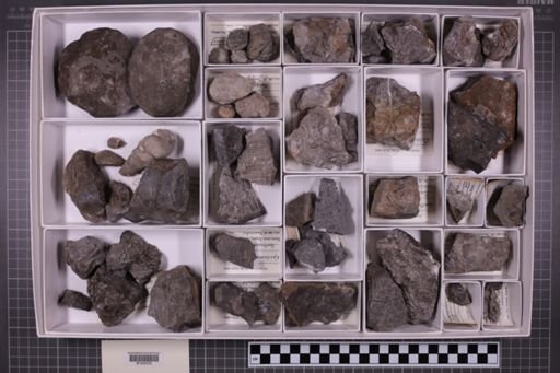 mixed taxa, stratigraphic collection