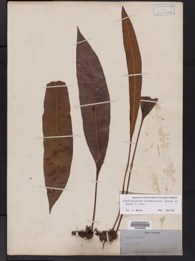 Elaphoglossum