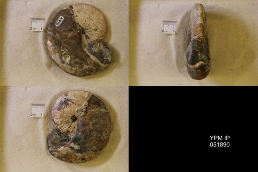 Hoploscaphites nicolletii