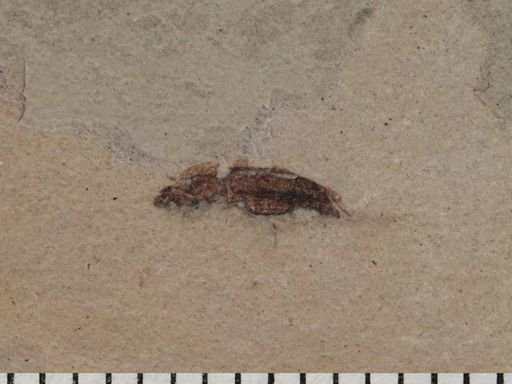 undet. Coleoptera