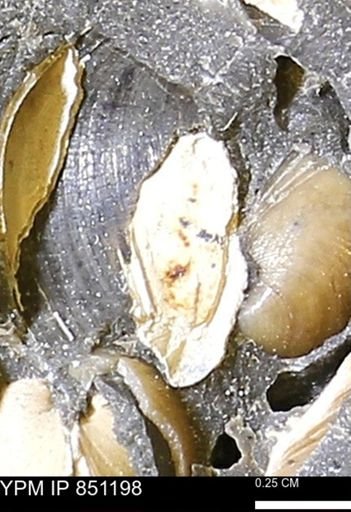 Limopsis striatopunctatus
