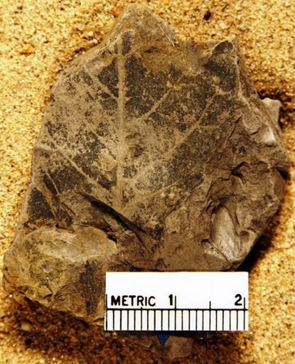 Quercus sp.